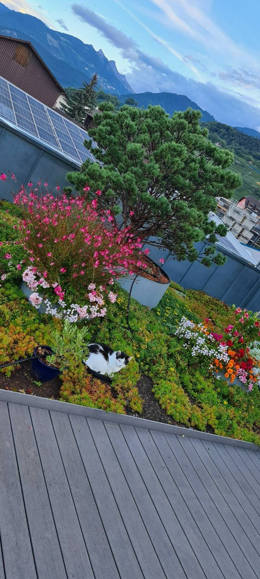 Profil Vert, Minster