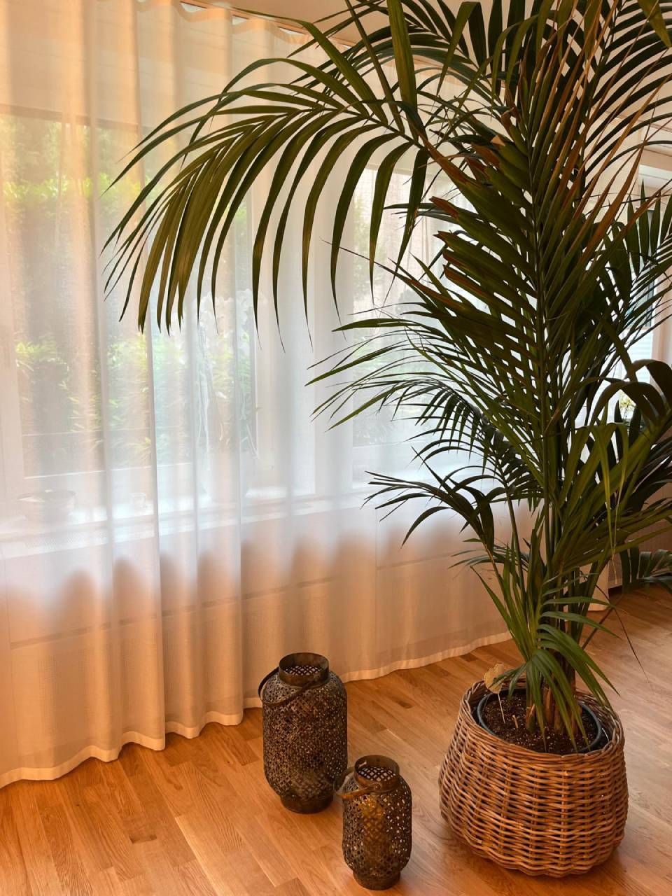 Grosse Pflanze in der Praxis für manuelle Lymphdrainage | Kosmetik