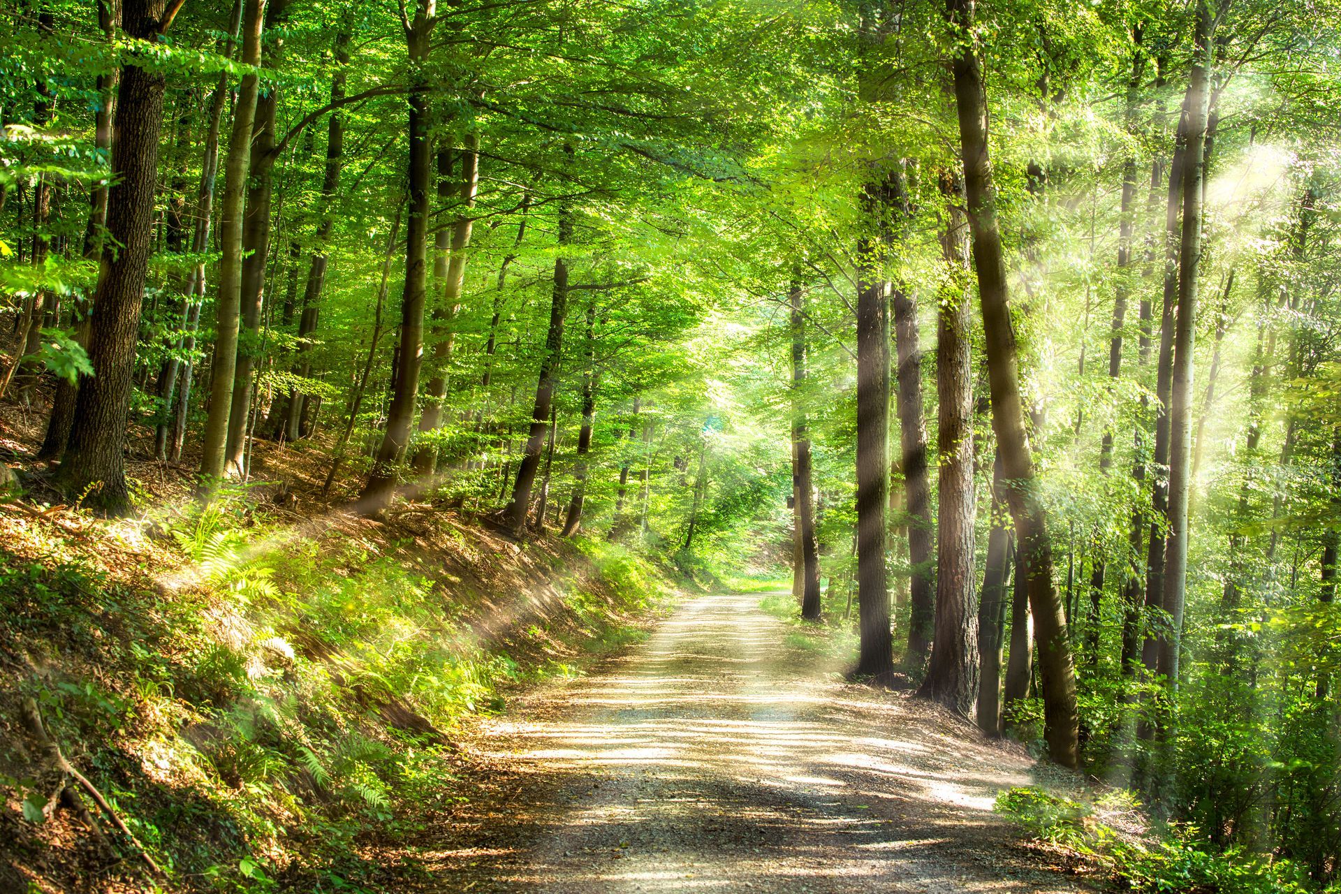 Waldweg