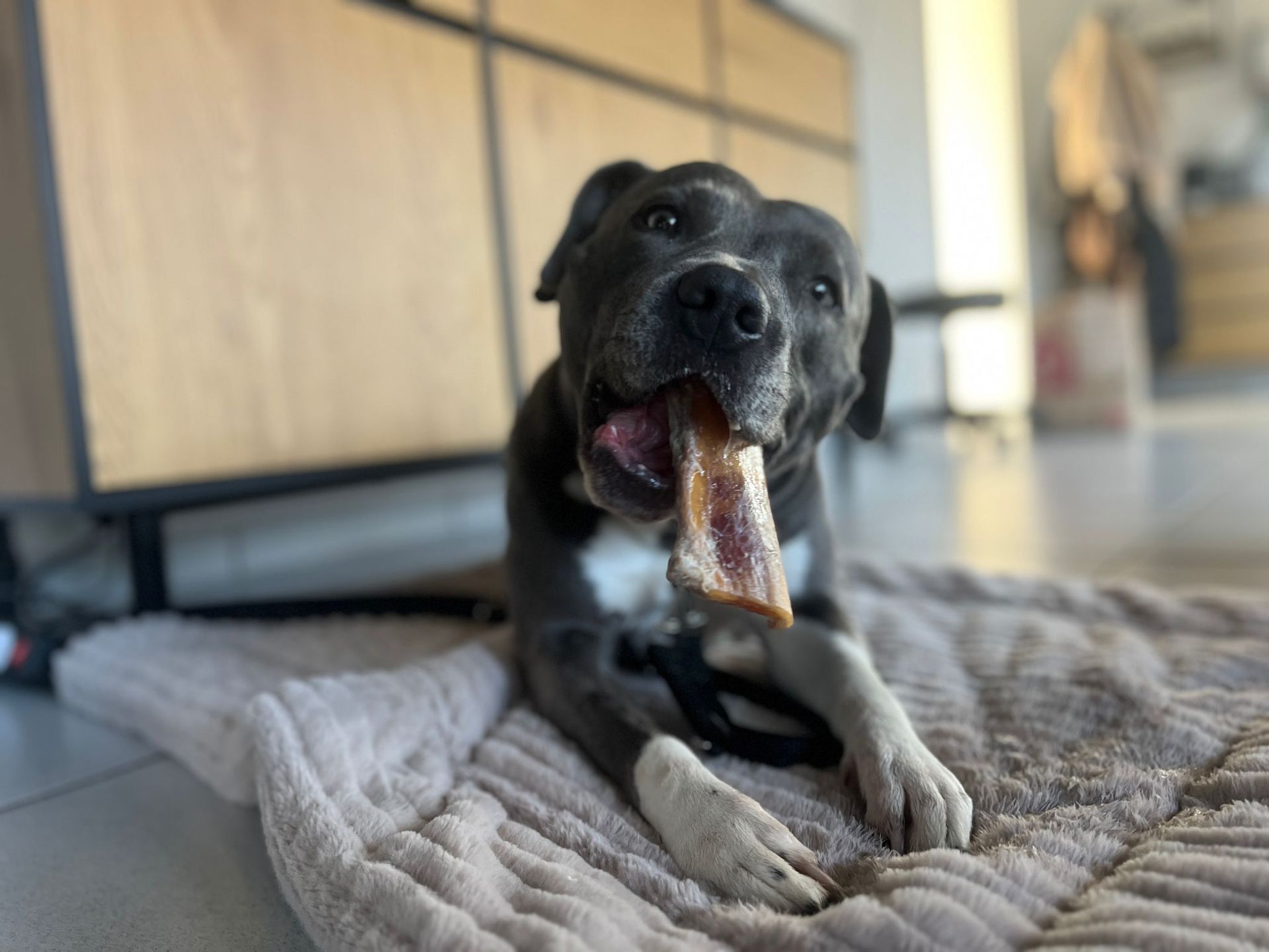 Ein Hund liegt auf einer Decke und frisst ein Stück Speck.