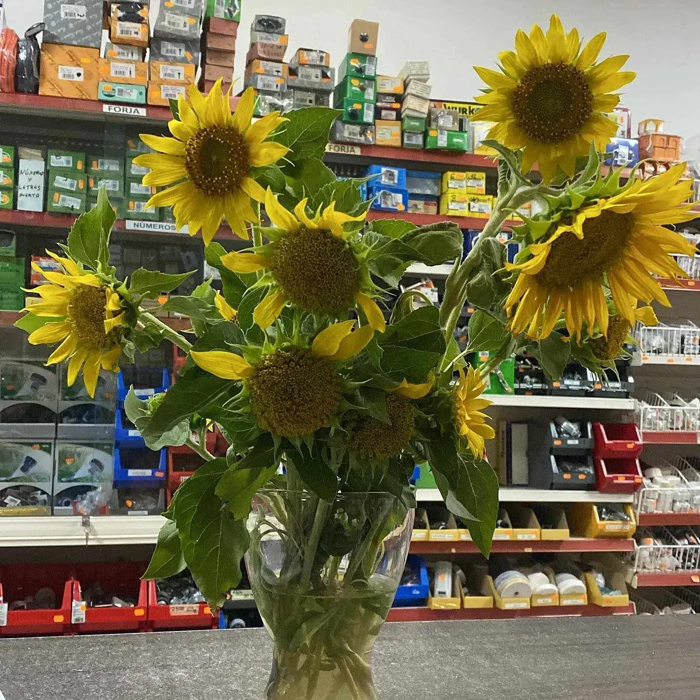 Un jarrón de girasoles reposa sobre el mostrador de una tienda.