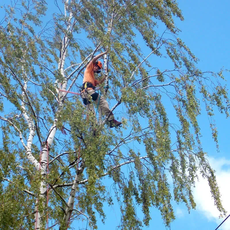 Un tronc d'arbre coupé