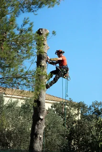 Un élagueur sur une nacelle coupe les branches d'arbres