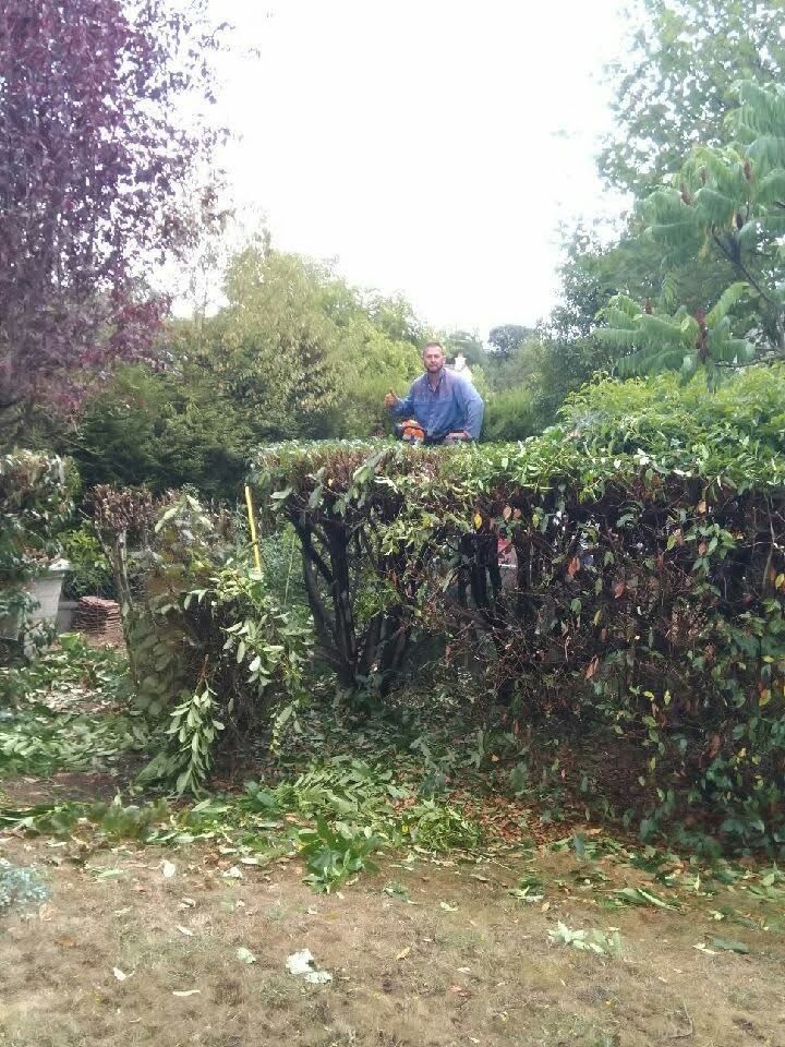 Un homme taille une haie avec un taille-haie