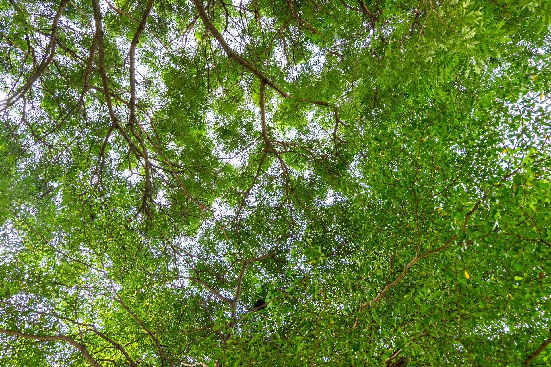 Travaux d'allègement des arbres
