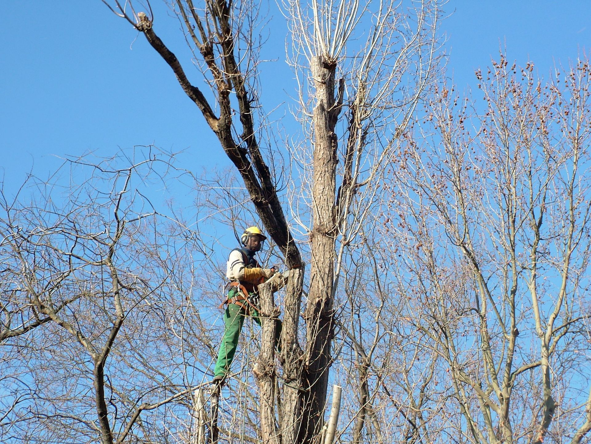 Un homme taille le bois mort d'un arbre