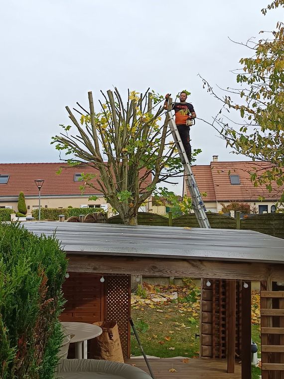Un homme élague un arbre