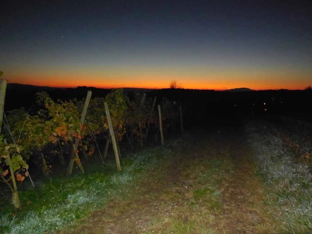 Menzi Obst- und Weinbau