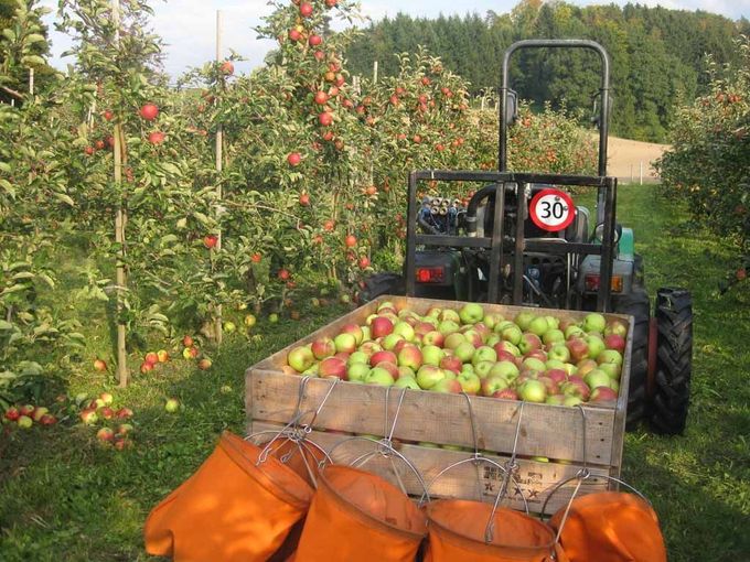 Menzi Obst- und Weinbau