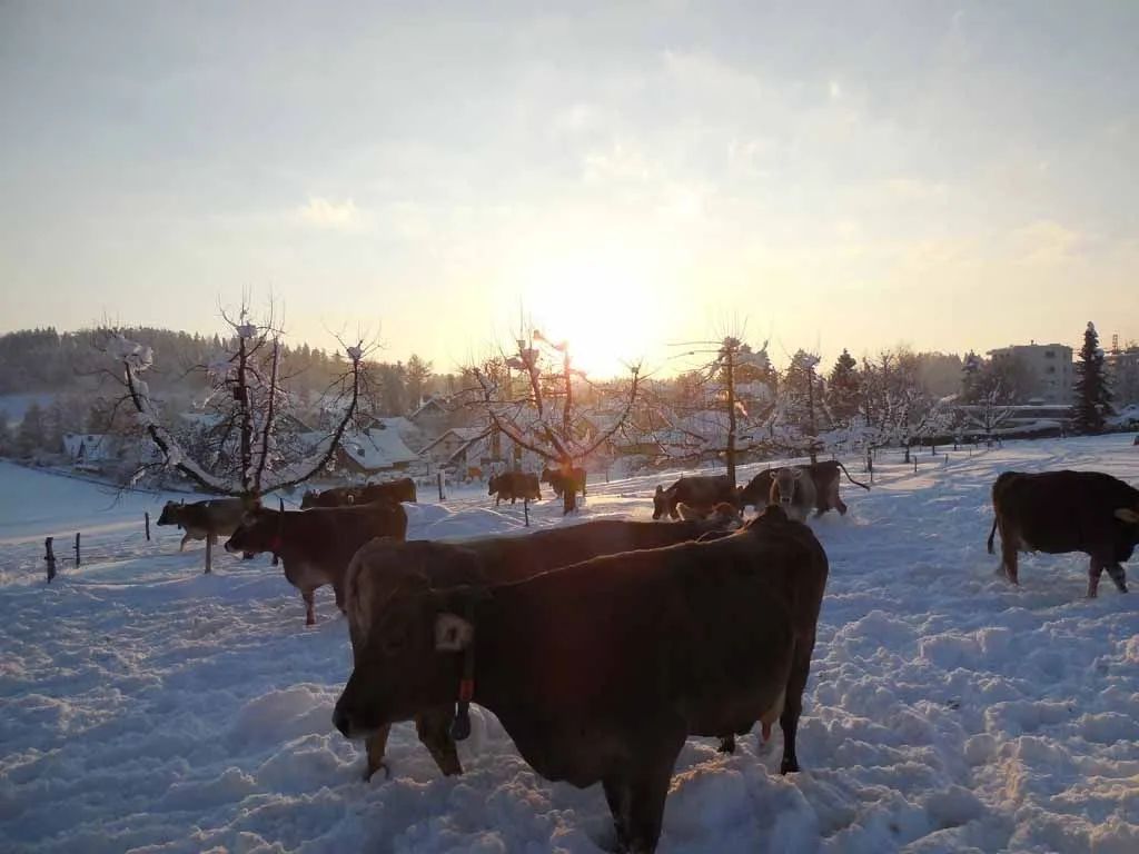 Menzi Obst- und Weinbau