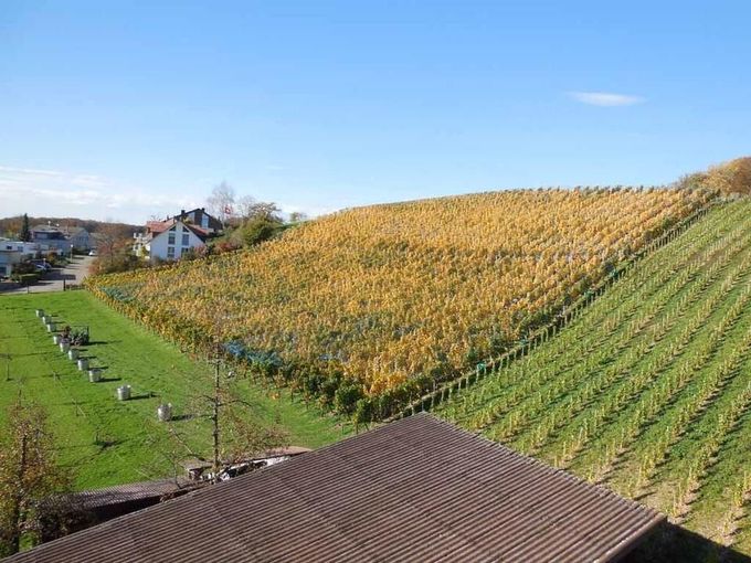 Menzi Obst- und Weinbau