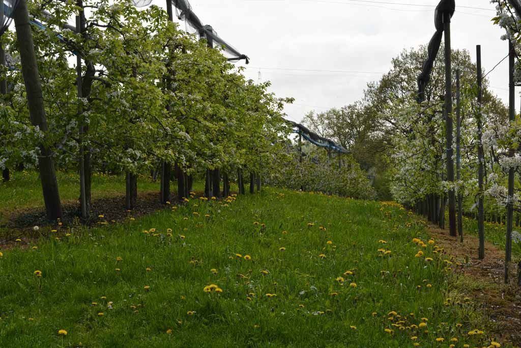 Menzi Obst- und Weinbau