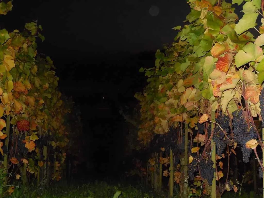 Menzi Obst- und Weinbau