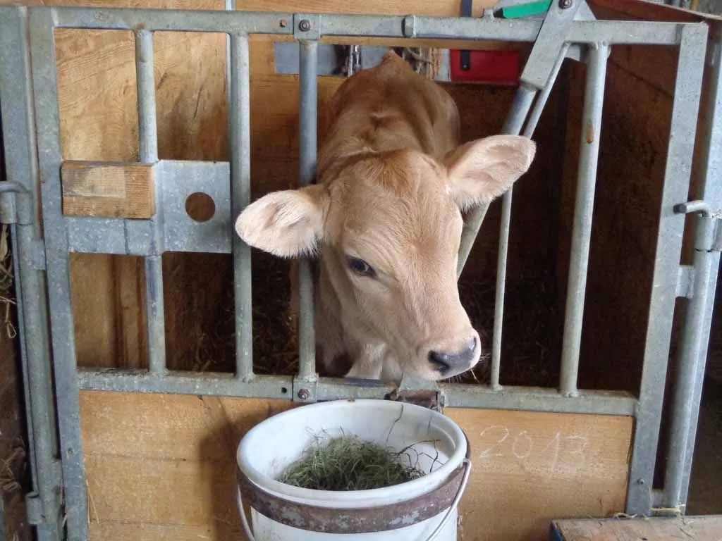 Menzi Obst- und Weinbau