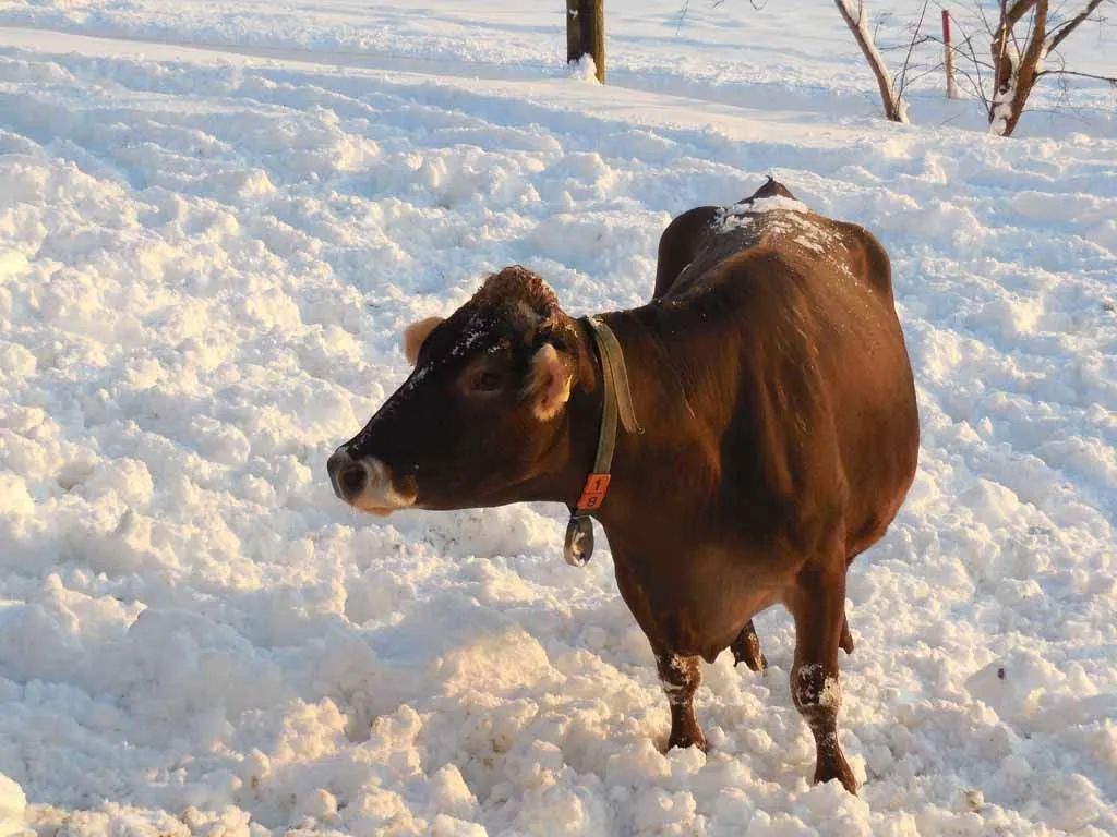 Menzi Obst- und Weinbau