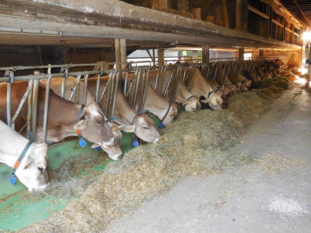 Menzi Obst- und Weinbau