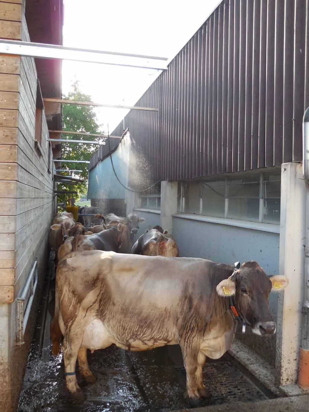 Menzi Obst- und Weinbau