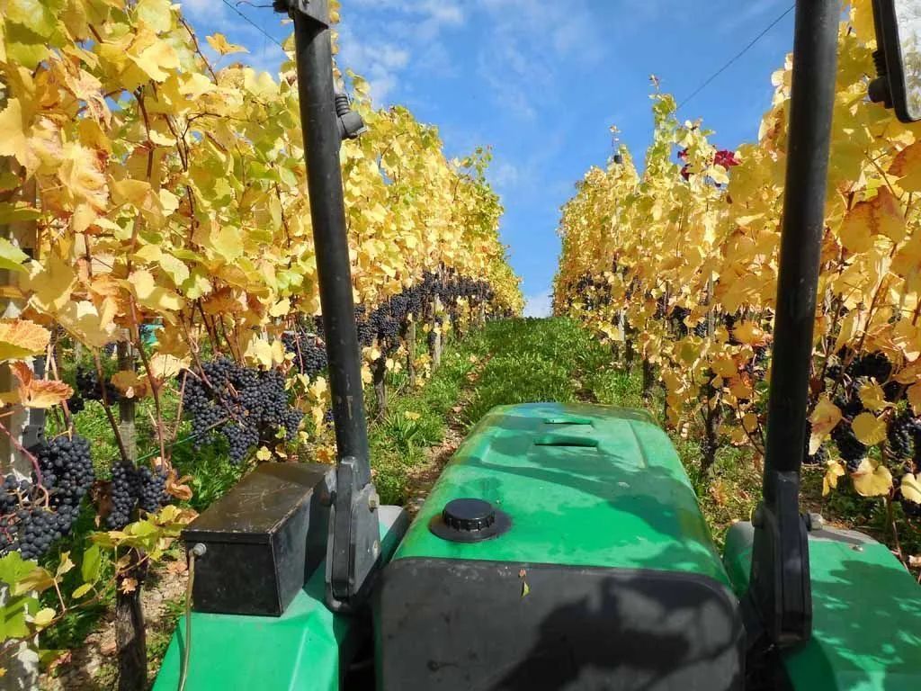 Menzi Obst- und Weinbau