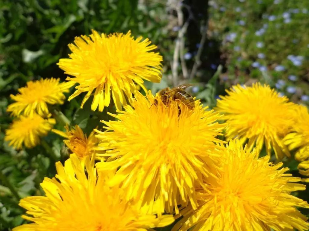 Menzi Obst- und Weinbau