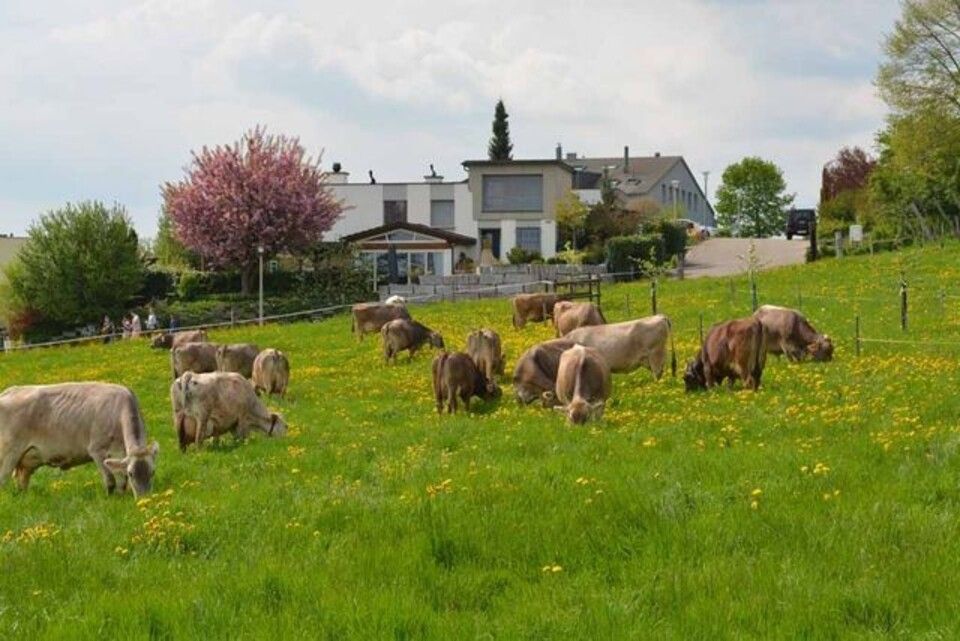 Menzi Obst- und Weinbau