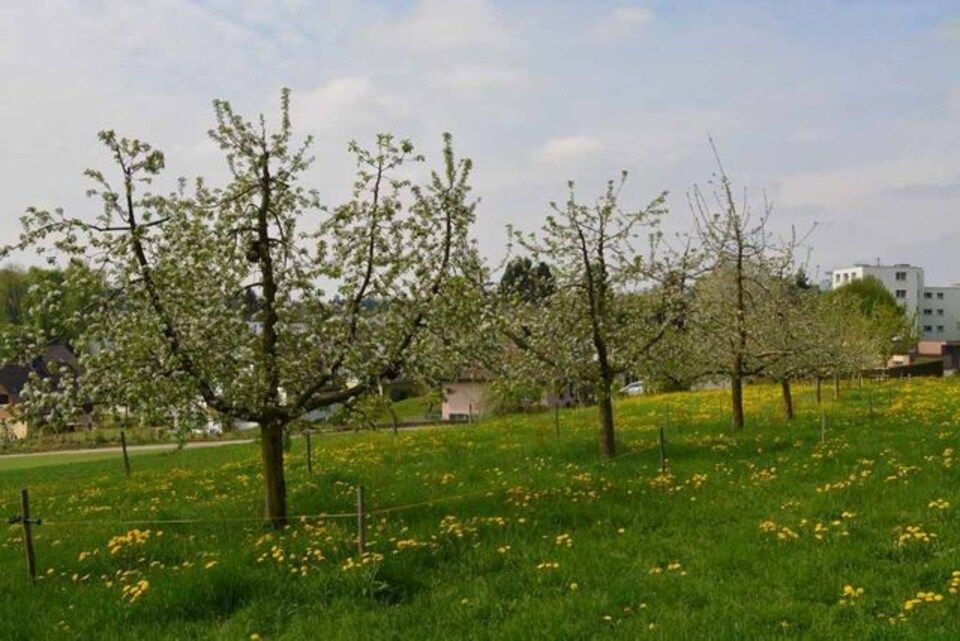 Menzi Obst- und Weinbau