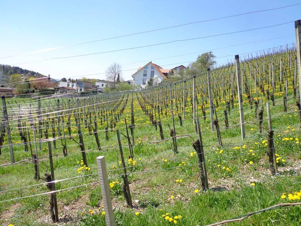 Menzi Obst- und Weinbau
