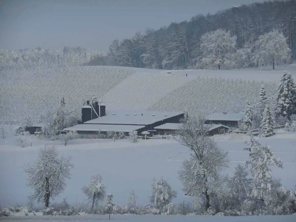 Menzi Obst- und Weinbau