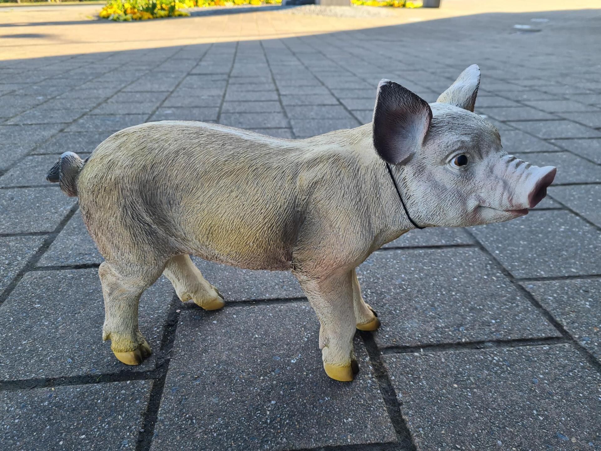 Een klein grijs varkentje met geel geverfde hoeven en oren staat op een geplaveid plein.