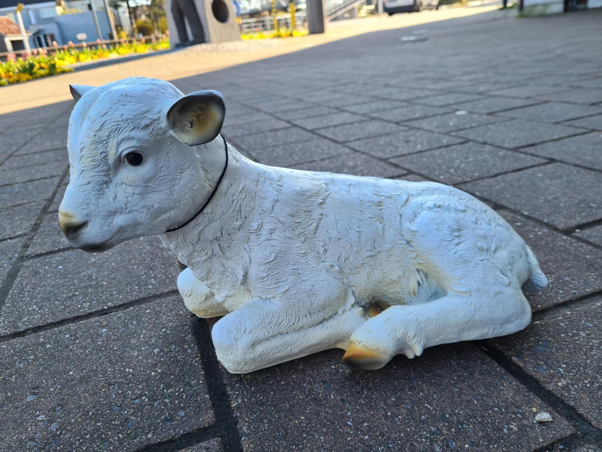 Een klein wit lammetje ligt op een geplaveid pad in de buitenlucht, met gebouwen op de achtergrond.
