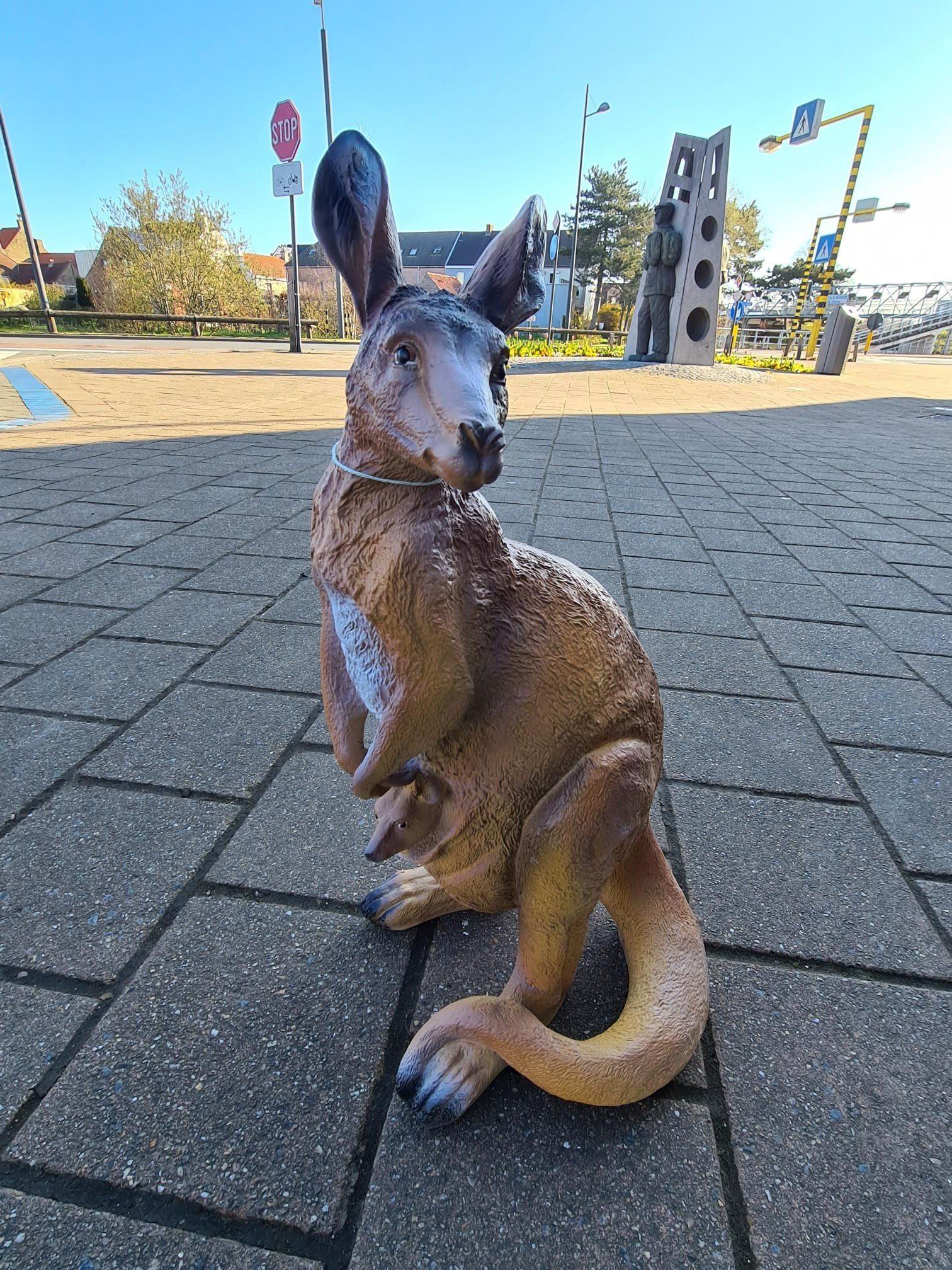 Een kangoeroe staat op een verharde ondergrond in een zonnig park en kijkt achterom met zijn oren gespitst.