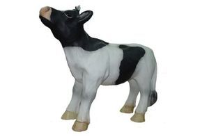 Zwart-wit kalfje, staand op een witte achtergrond, met de kop omhoog.