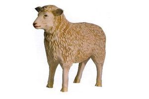 Een ruig, lichtbruin schaap staat op een witte achtergrond.