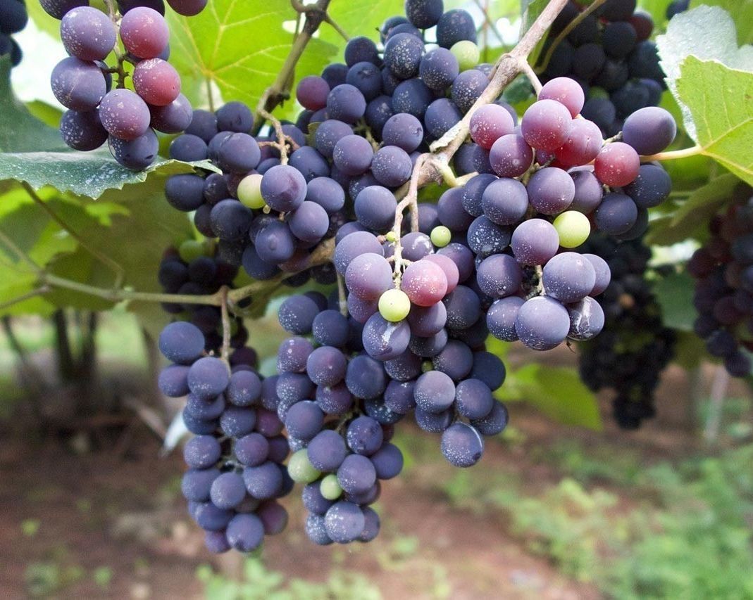 Un racimo de uvas moradas colgando de una vid