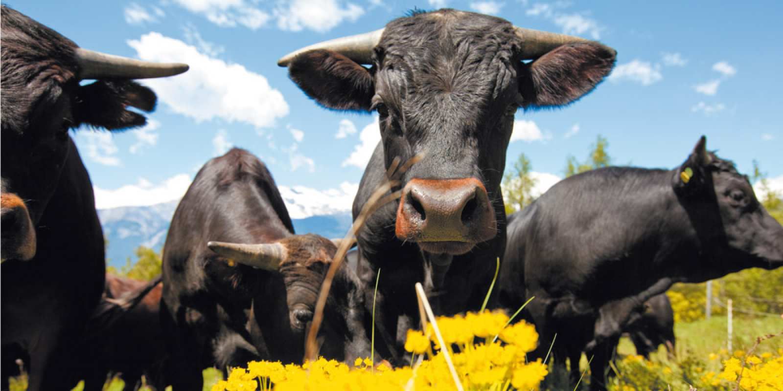Boucherie Favre et Sierro - boucherie valaisanne