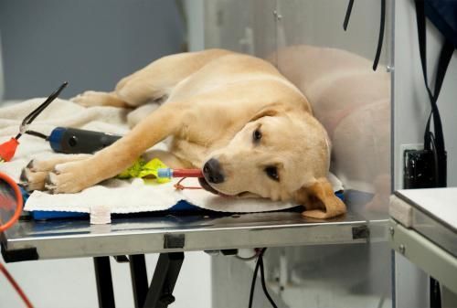 Labrador amarillo tumbado sobre una mesa de exploración veterinaria, descansando con cables y equipos médicos cerca.