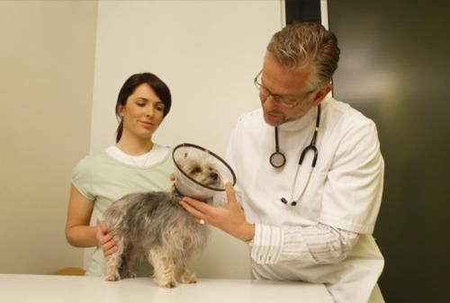 Un veterinario examina a un perro pequeño que lleva un collar isabelino mientras una mujer permanece cerca en una clínica veterinaria.