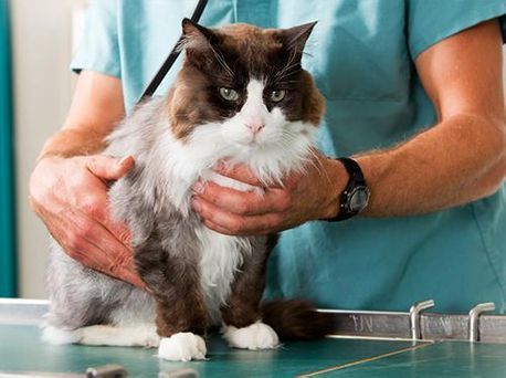 Un gato blanco y negro es sostenido sobre una mesa de examen veterinario por una persona con uniforme quirúrgico de color turquesa.