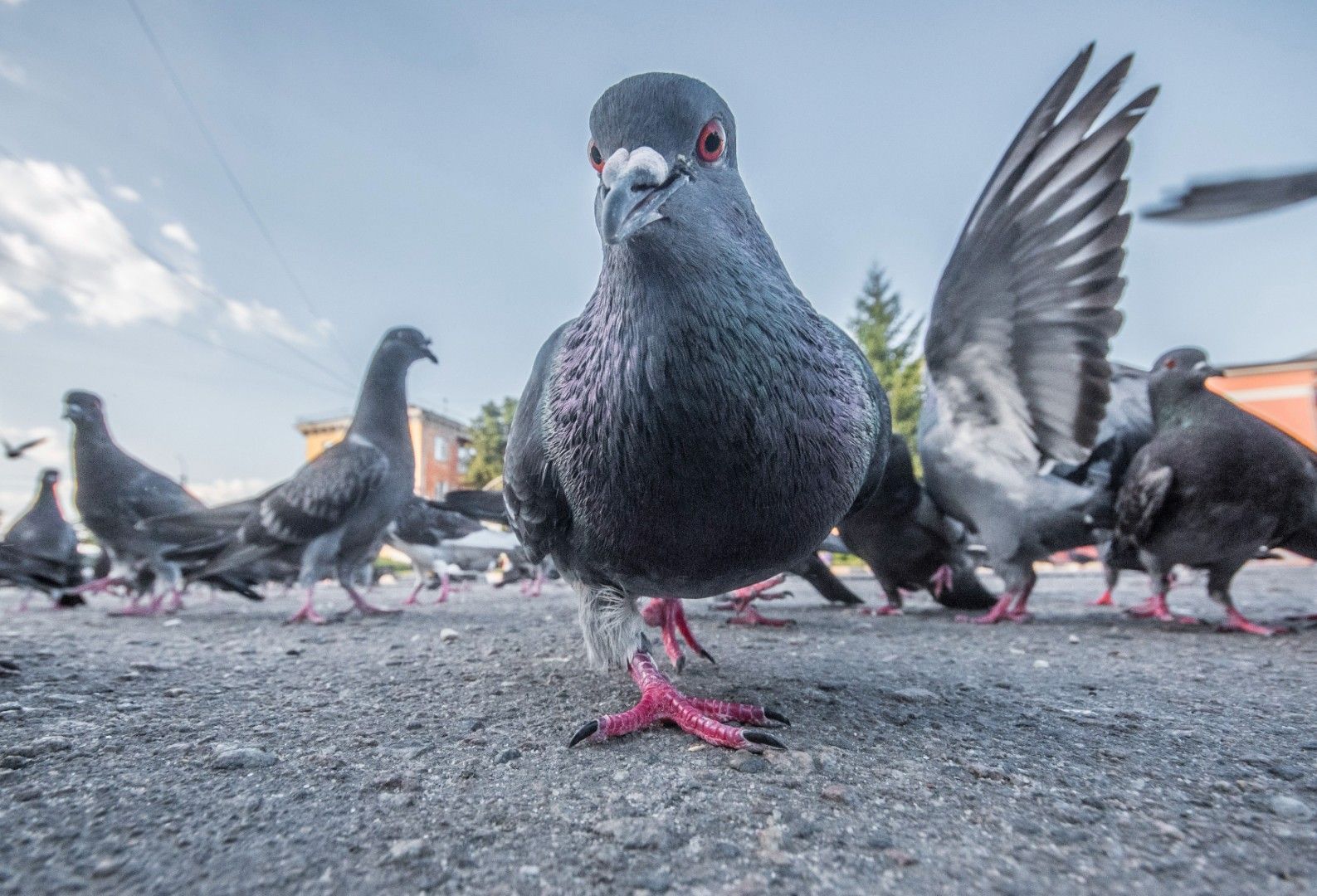 Gros plan d’un pigeon gris sur le trottoir, avec d’autres pigeons en arrière-plan