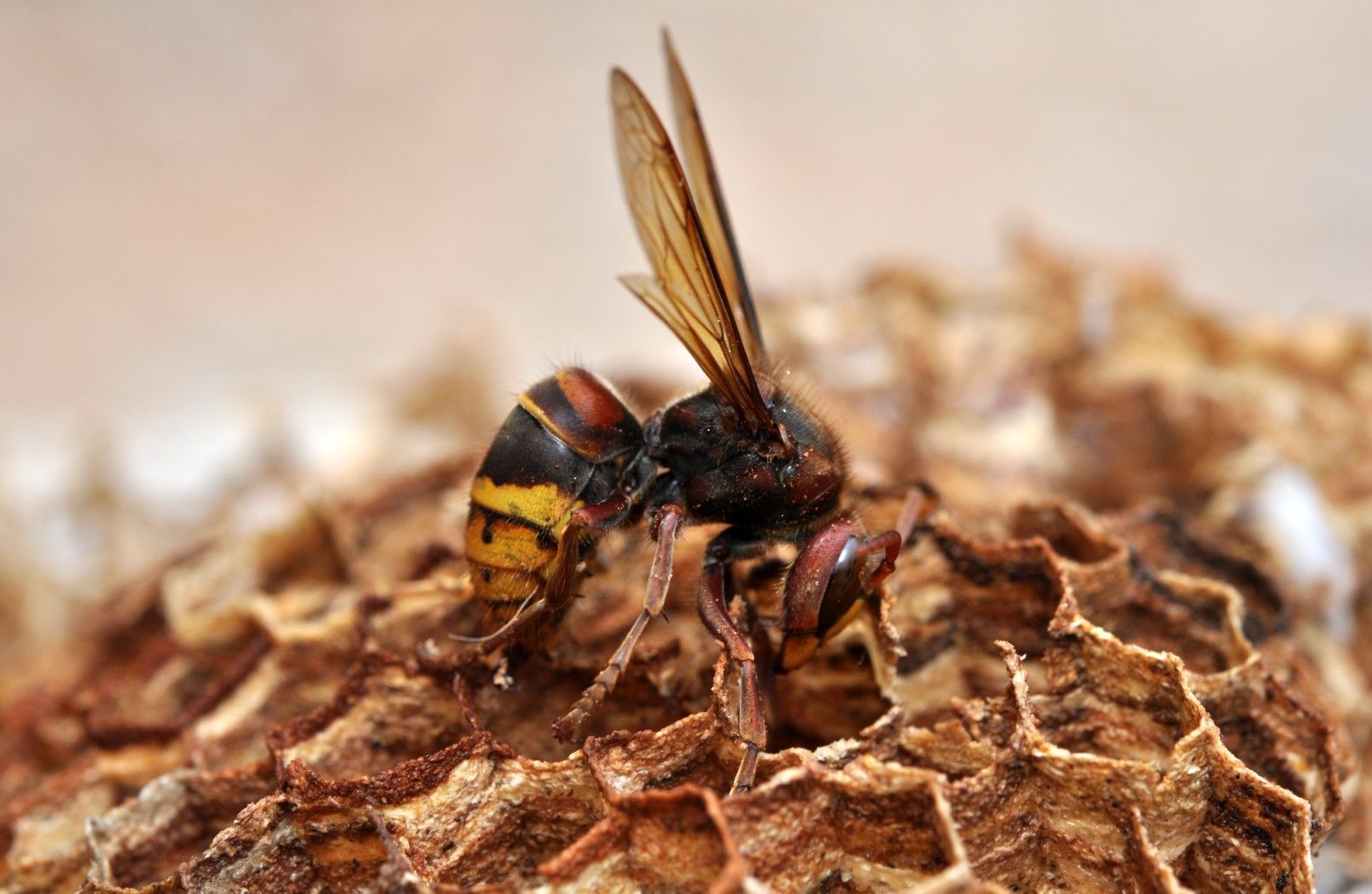 Un gros frelon sur un nid, avec un corps noir, un abdomen rayé de jaune et des ailes translucides