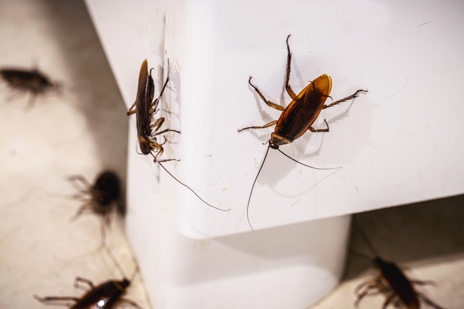 Des cafards rampent sur un meuble blanc, dans un angle de mur