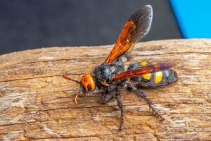 Guêpe orange et noire sur une surface en bois, ailes relevées et antennes dirigées vers l’avant.