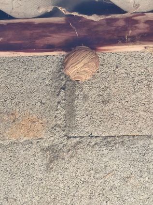 Objet rond brun clair posé sur un bardeau de toit gris, sous un rebord en bois