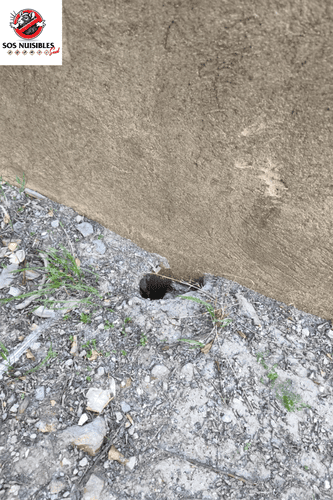 Petit trou dans un mur beige au-dessus d’un sol recouvert de gravier, avec quelques mauvaises herbes à proximité.
