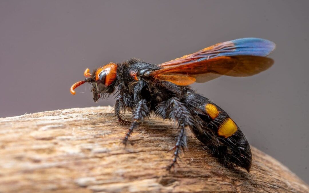 Gros plan d’un frelon à la tête et aux ailes orange, posé sur du bois