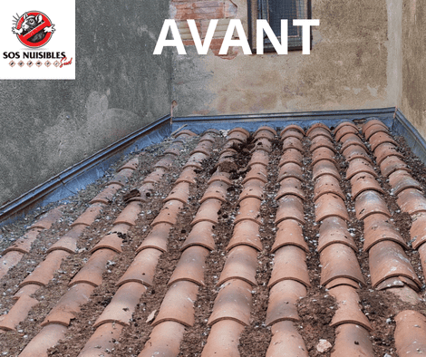 Tuiles de toiture avant réparation, montrant un angle de toit couvert de tuiles patinées, avec de la mousse et des murs humides
