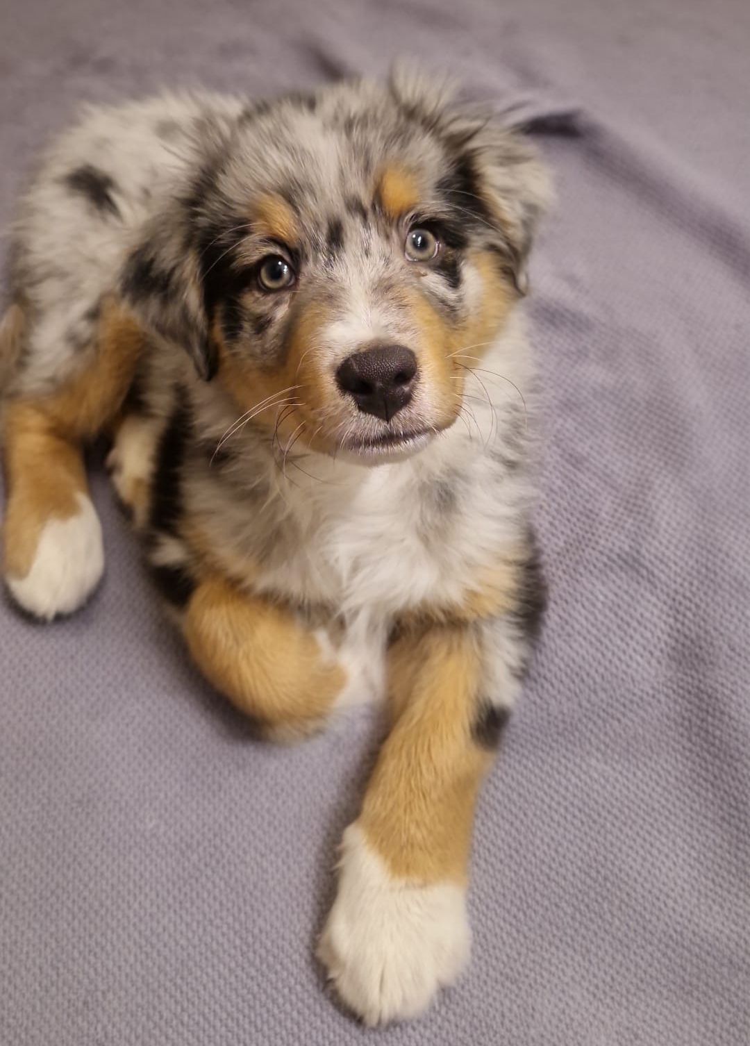 Ein blauer Merle-Welpe des Australian Shepherds mit lohfarbenen Abzeichen und leuchtenden Augen liegt auf einer strukturierten, hellgrauen Oberfläche.
