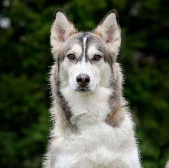 Ein Husky mit grau-weißem Fell, braunen Augen und ernstem Gesichtsausdruck vor einem unscharfen grünen Hintergrund.