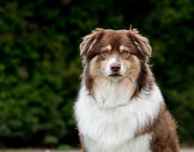 Red Merle Australian Shepherd mit braunen und weißen Markierungen, schaut direkt in die Kamera. Grünes Laub im Hintergrund.