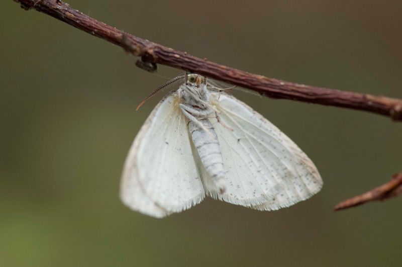 jussimurtosjussimurtosaariaari