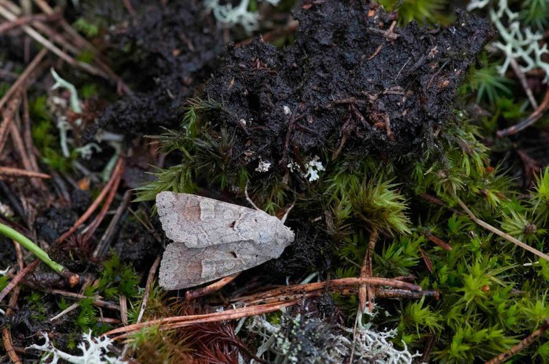 jussimujussimurtosaarirtosaari